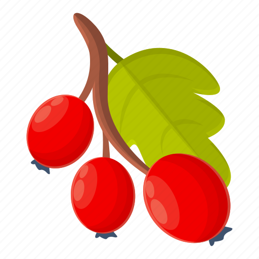 Hawthorn, plant, herbal, food icon - Download on Iconfinder
