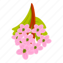 spring, hawthorn, flower
