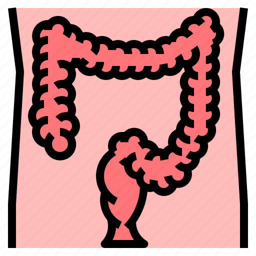 Anatomy, colon, digestive, intestine, science icon - Download on Iconfinder