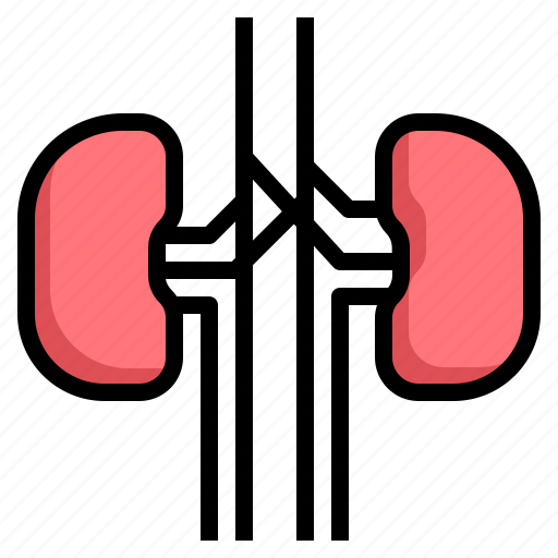 Health, human, kidney, medical, organ icon - Download on Iconfinder