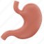 stomach, gastric, intestine, section, digestion, internal, organ, gas, acid 