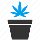 cannabis, botany, flower, greenery, hemp, marijuana, plant