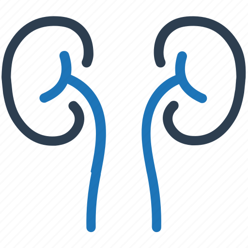 Kidneys, ureters, urology icon - Download on Iconfinder