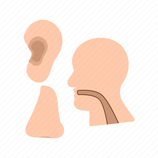 Ear, examination, health care, medical, nose, patient, throat icon - Download on Iconfinder