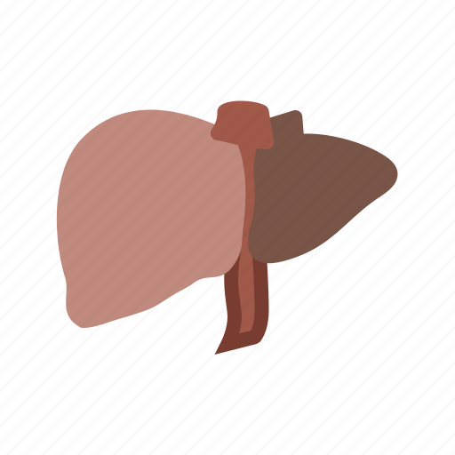 Anatomy, biolodgy, health, human body, liver, medical, organ icon - Download on Iconfinder
