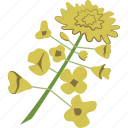 mustard, flowers, condiment