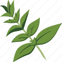 oregano, leaf, herb