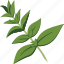 oregano, leaf, herb 