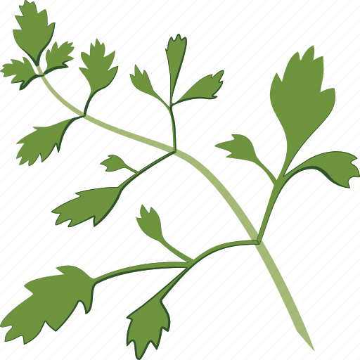 Parsley, herb, italian icon - Download on Iconfinder