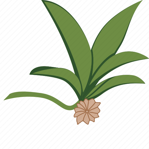 Star, anise, fruit icon - Download on Iconfinder