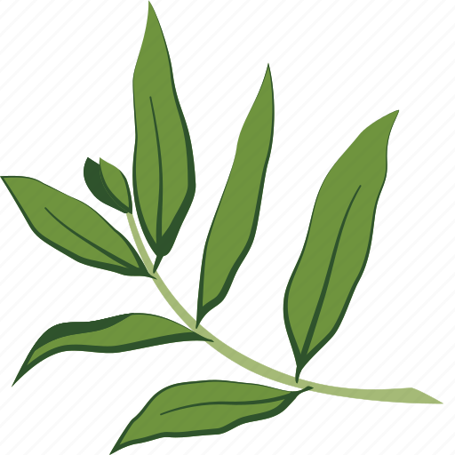 Bay, leaf, laurel, california icon - Download on Iconfinder
