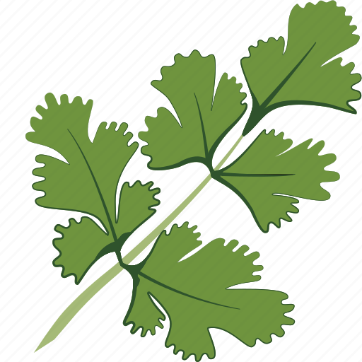 Cilantro, herb, leaf icon - Download on Iconfinder