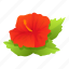blossom, hibiscus, floral, plant 