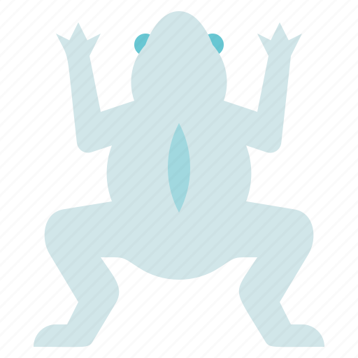 Amphibian, frog, animal, dissect, biology icon - Download on Iconfinder