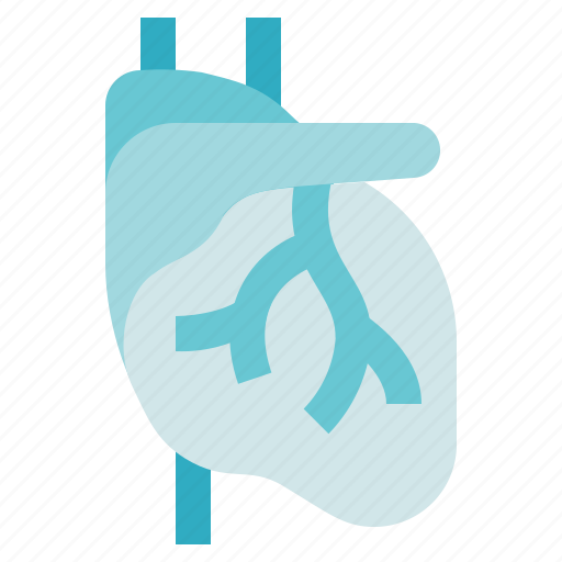 Organ, medical, heart, anatomy, biology icon - Download on Iconfinder