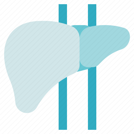 Liver, organ, medical, anatomy, biology icon - Download on Iconfinder