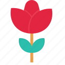 flower, plant, rose, leaf