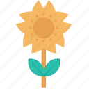 sun, flower, plant, leaf, nature