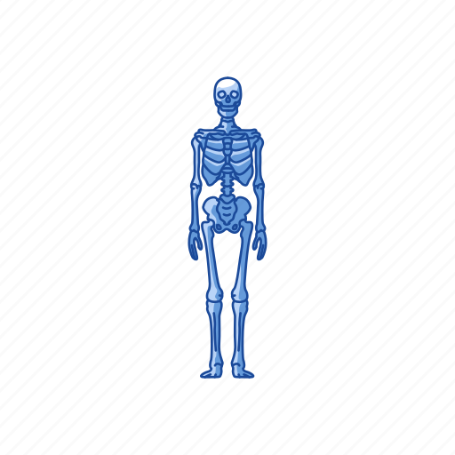 Bones, human skeleton, skeleton, halloween icon - Download on Iconfinder