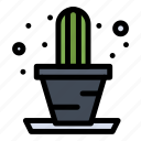 cactus, house, plant