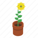 cartoon, floral, flower, isometric, pot, summer, sunflower