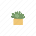 pot, potted, plant, homeplant, houseplant