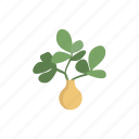vase, homeplant, houseplant, foliage, leafs