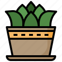 plant, sprout, leaves, nature, garden
