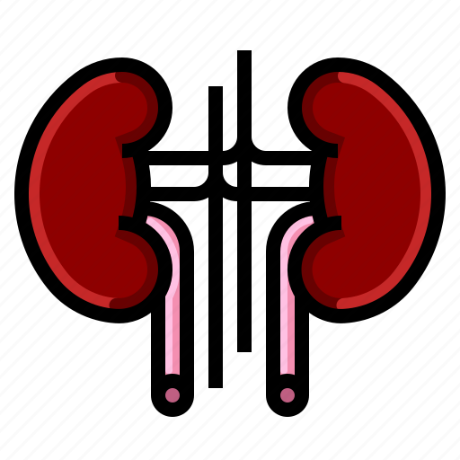 Health, kidney, nephrology, organ, renal, unit, urology icon - Download on Iconfinder