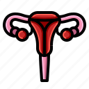 female, medical, reproductive, uterus, woman