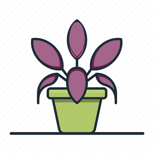Velvet, calathea, plant, houseplant, garden, nature, decorative icon - Download on Iconfinder