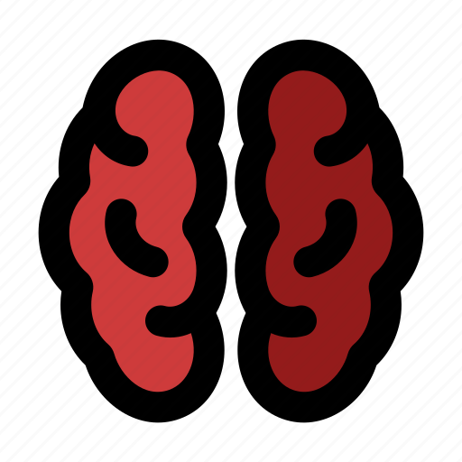 Brain, organ, human, anatomy icon - Download on Iconfinder