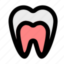 molar, tooth, human, anatomy