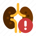 kidney, disease, human, anatomy
