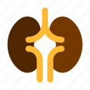 kidney, organ, human, anatomy