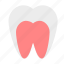 molar, tooth, human, anatomy 