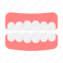 tooth, teeth, human, anatomy