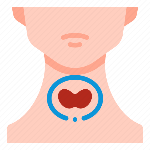 Endocrine, gland, thyroid, anatomy, body, organ, human icon - Download on Iconfinder