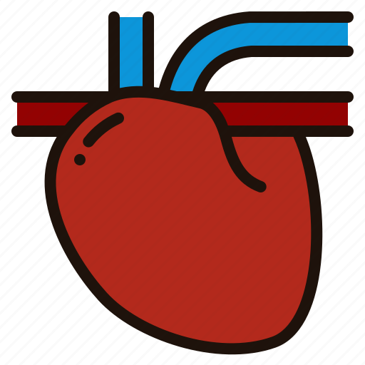 Heart, organ, transplant, medical, healthcare, body, part icon - Download on Iconfinder