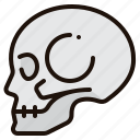 skull, skeleton, scary, anatomy, bone, part, body