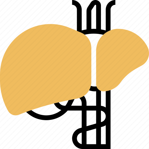 Liver, bile, hepatic, anatomy, organ icon - Download on Iconfinder