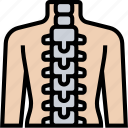 spinal, cord, bone, back, medical