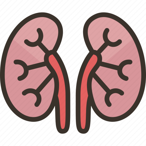 Kidneys, renal, dialysis, urology, anatomy icon - Download on Iconfinder
