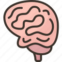 brain, neurology, head, human, intelligence