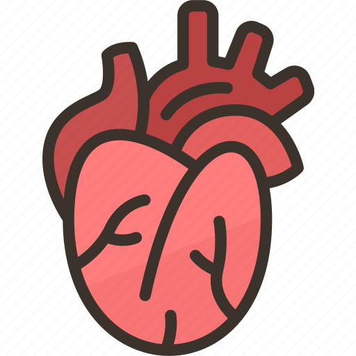 Heart, cardiology, artery, organ, human icon - Download on Iconfinder