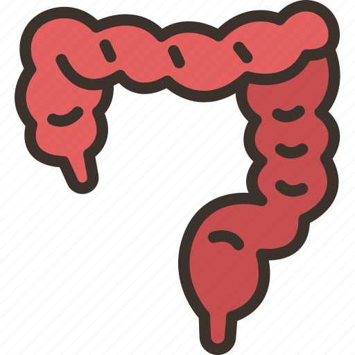Intestines, large, digestive, anatomy, human icon - Download on Iconfinder