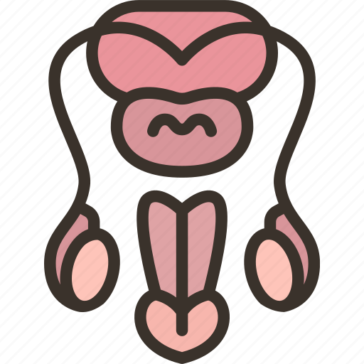 Reproductive, male, prostate, testis, anatomy icon - Download on Iconfinder