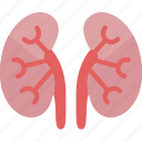 kidneys, renal, dialysis, urology, anatomy