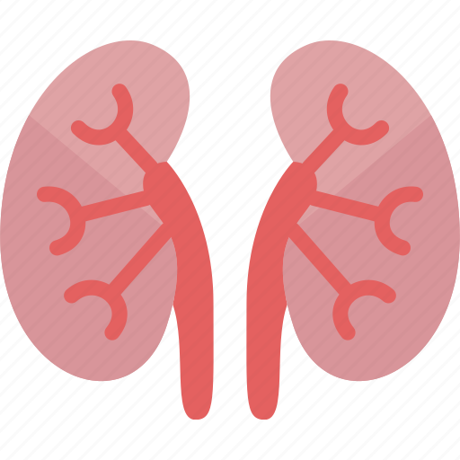 Kidneys, renal, dialysis, urology, anatomy icon - Download on Iconfinder