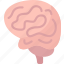 brain, neurology, head, human, intelligence 
